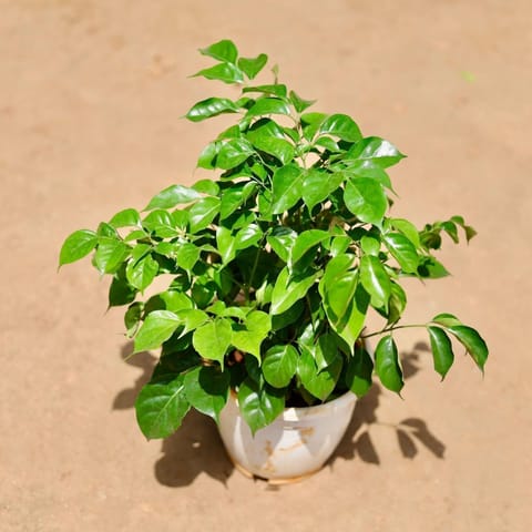 Radermachera / China Doll in 6 Inch Nursery Pot