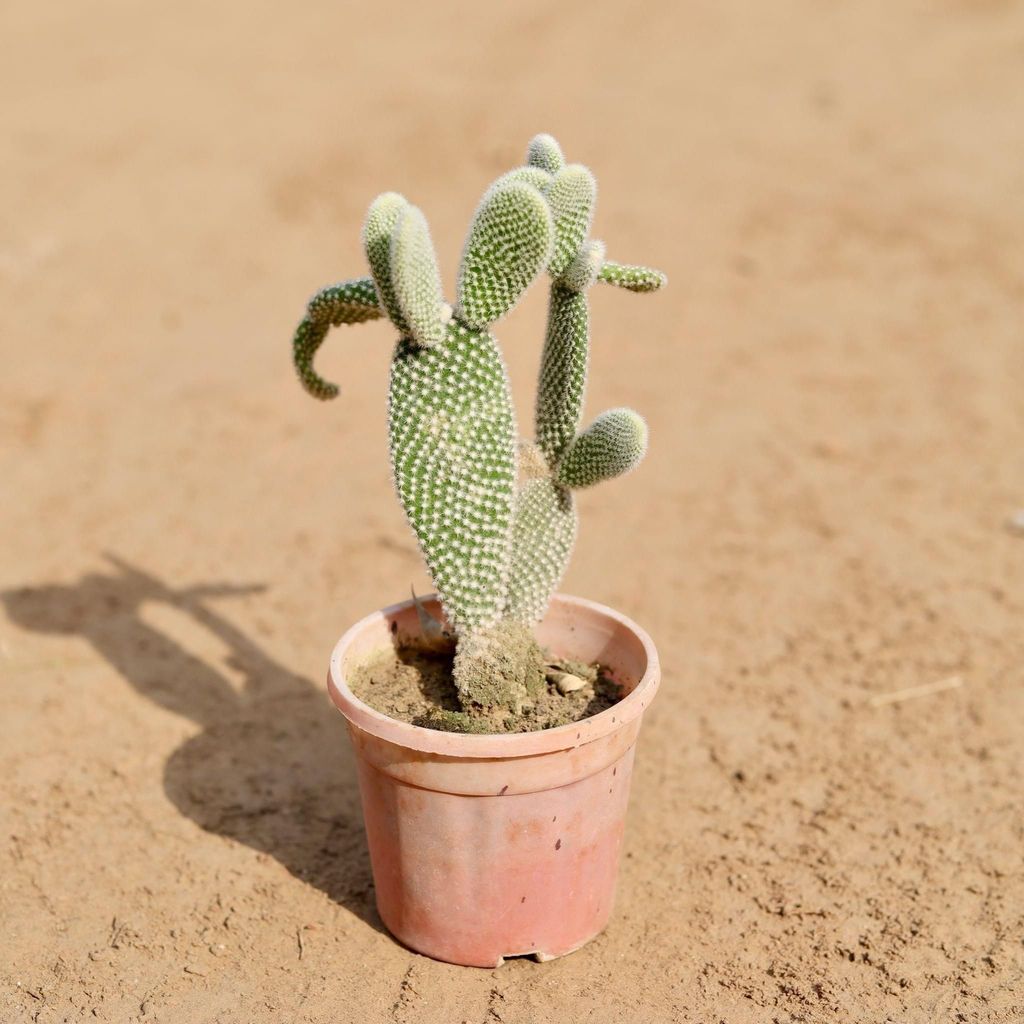 Buy Bunny Ear Cactus In 4 Inch Plastic Pot Online | Urvann.com Bunny Ear Cactus in 4 Inch Nursery Pot