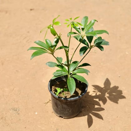 Buy Schefflera Green In 5 Inch Plastic Pot Online | Urvann.com