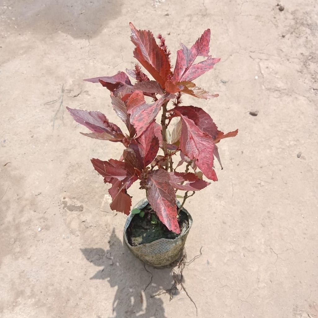 Buy Acalypha in 4 Inch Nursery Bag Online | Urvann.com Acalypha in 4 Inch Nursery Bag