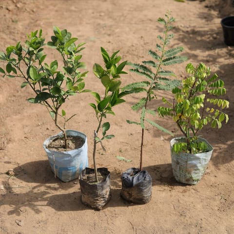 Set of 4 - Mosambi, Kamrak, Nimbu / Lemon & Amla in 5 Inch Nursery Bag