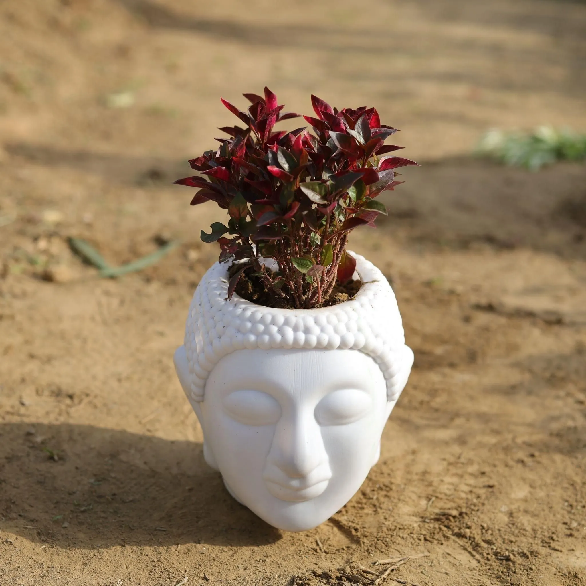 Alternanthera in 6 Inch Classy White Buddha Designer Plastic Pot
