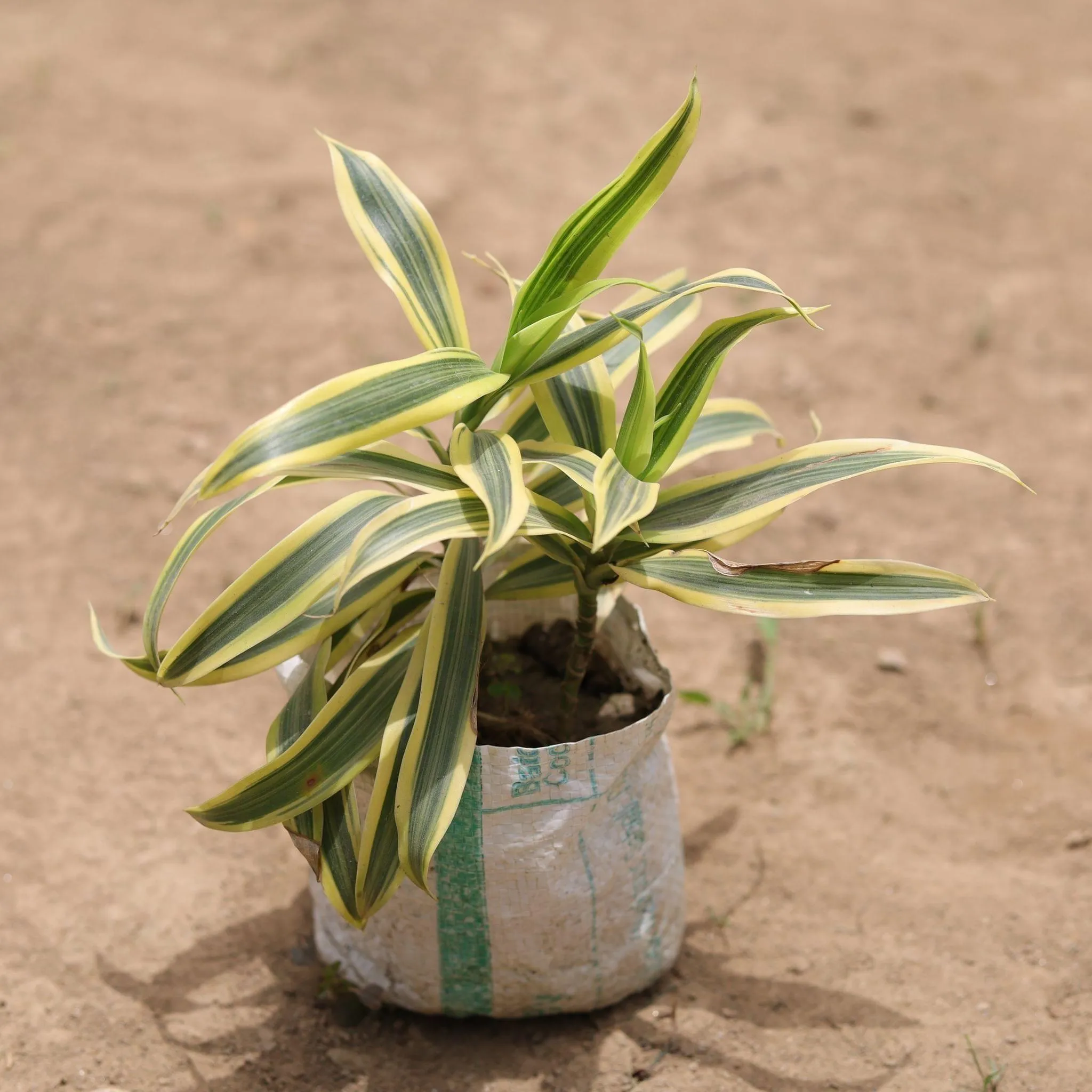 Song of India in 5 Inch Nursery Bag