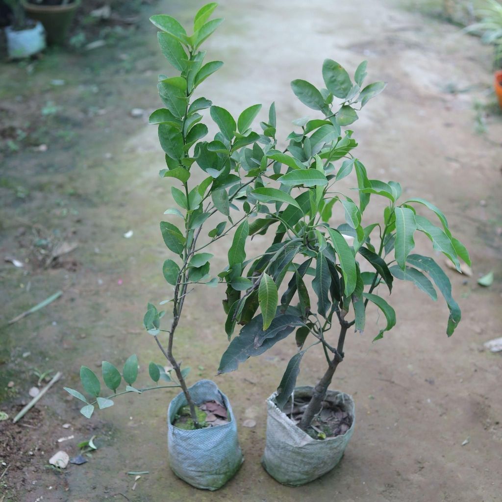 Set of 2 - Nimbu / Lemon & Mango Plant in 6 Inch Nursery Bag