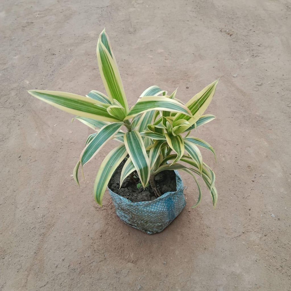 Buy Song of India Green in 5 Inch Nursery Bag Online | Urvann.com Song of India in 5 Inch Nursery Bag