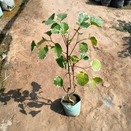 Buy Aralia Dinner Plate In 4 Inch Nursery Bag Online | Urvann.com
