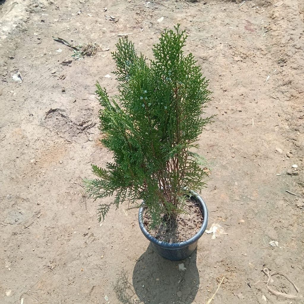 Buy Morpankhi In 8 Inch Plastic Pot Online | Urvann.com Morpankhi in 8 Inch Nursery Pot