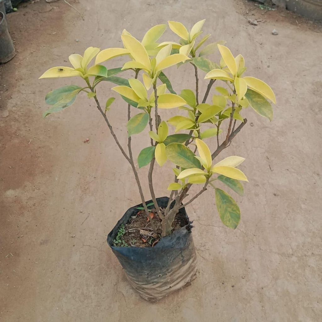 Buy Ficus Golden Panda In 4 Inch Nursery Bag Online | Urvann.com Ficus Golden Panda in 4 Inch Nursery Bag