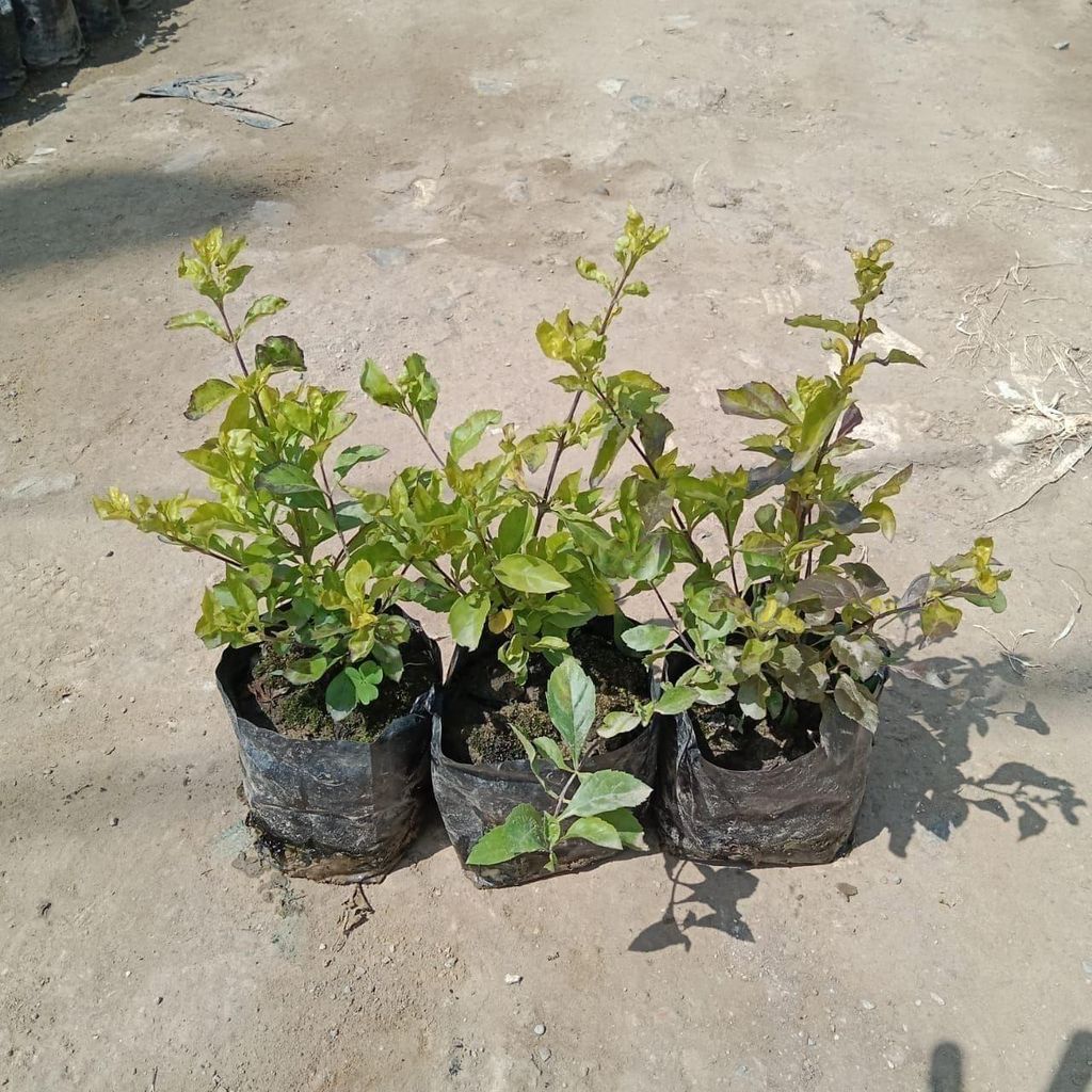 Buy Set of 3 - Duranta Golden in 4 Inch Nursery Bag Online | Urvann.com Set of 3 - Duranta Golden in 4 Inch Nursery Bag