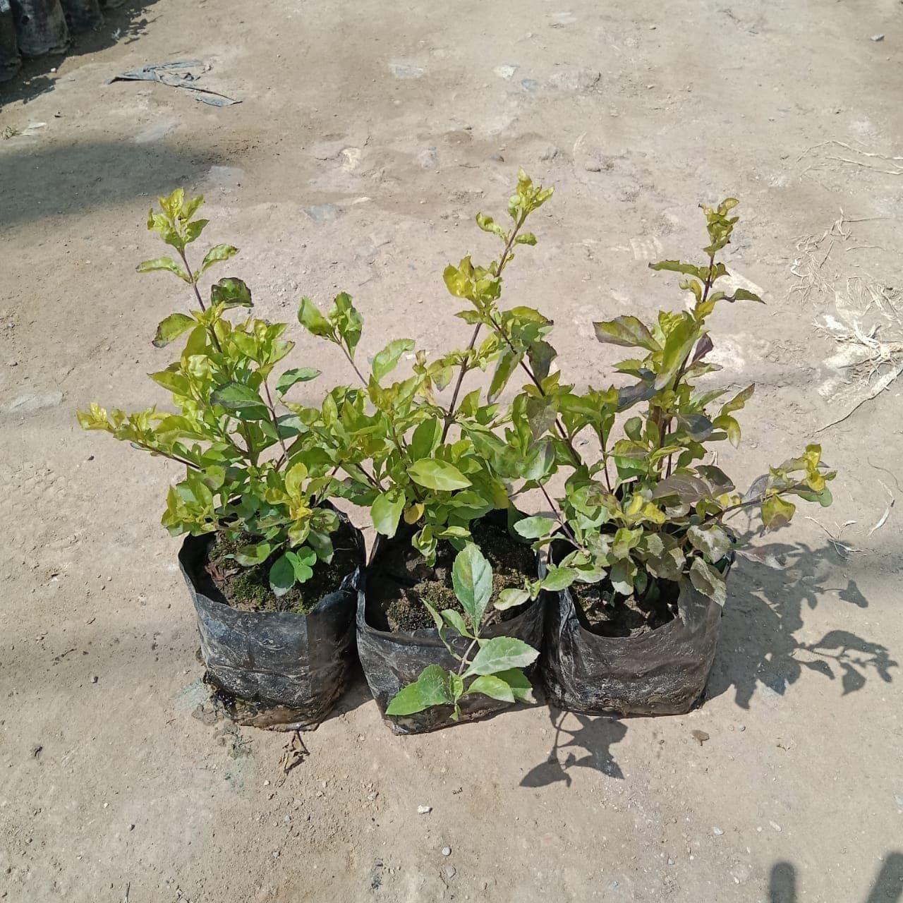 Set of 3 - Duranta Golden in 4 Inch Nursery Bag