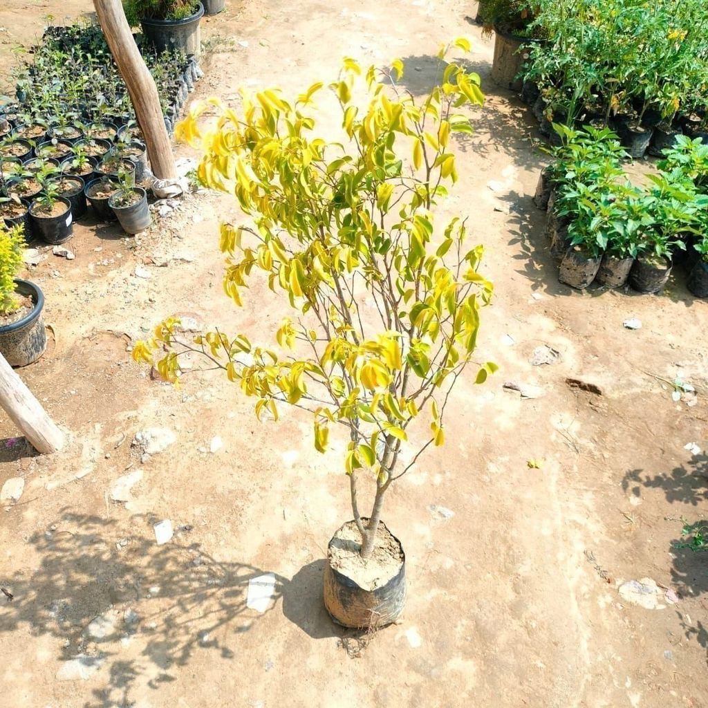 Ficus Golden in 7 Inch Nursery Bag