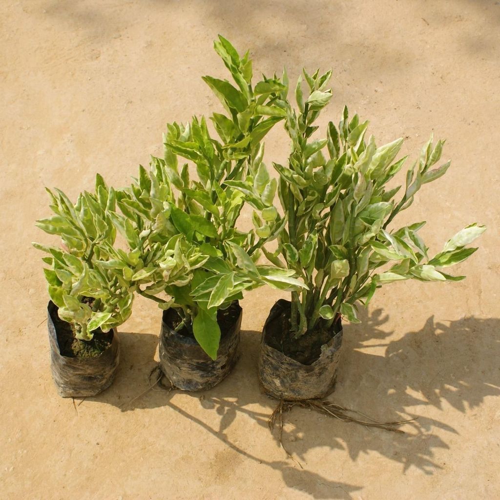 Buy Set of 3 - Pedilianthus / Devil's Backbone in 4 Inch Nursery Bag Online | Urvann.com Set of 3 - Pedilianthus / Devil's Backbone in 4 Inch Nursery Bag