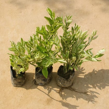 Buy Set of 3 - Pedilianthus / Devil's Backbone in 4 Inch Nursery Bag Online | Urvann.com