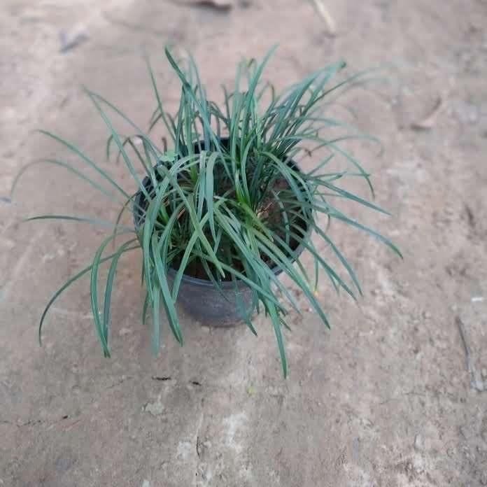 Buy Ribbon Grass in 6 Inch Plastic Pot Online | Urvann.com Ribbon Grass in 6 Inch Nursery Pot