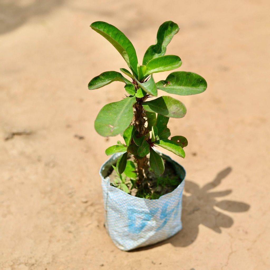 Euphorbia Mili (Any Colour) In 5 Inch Nursery Bag