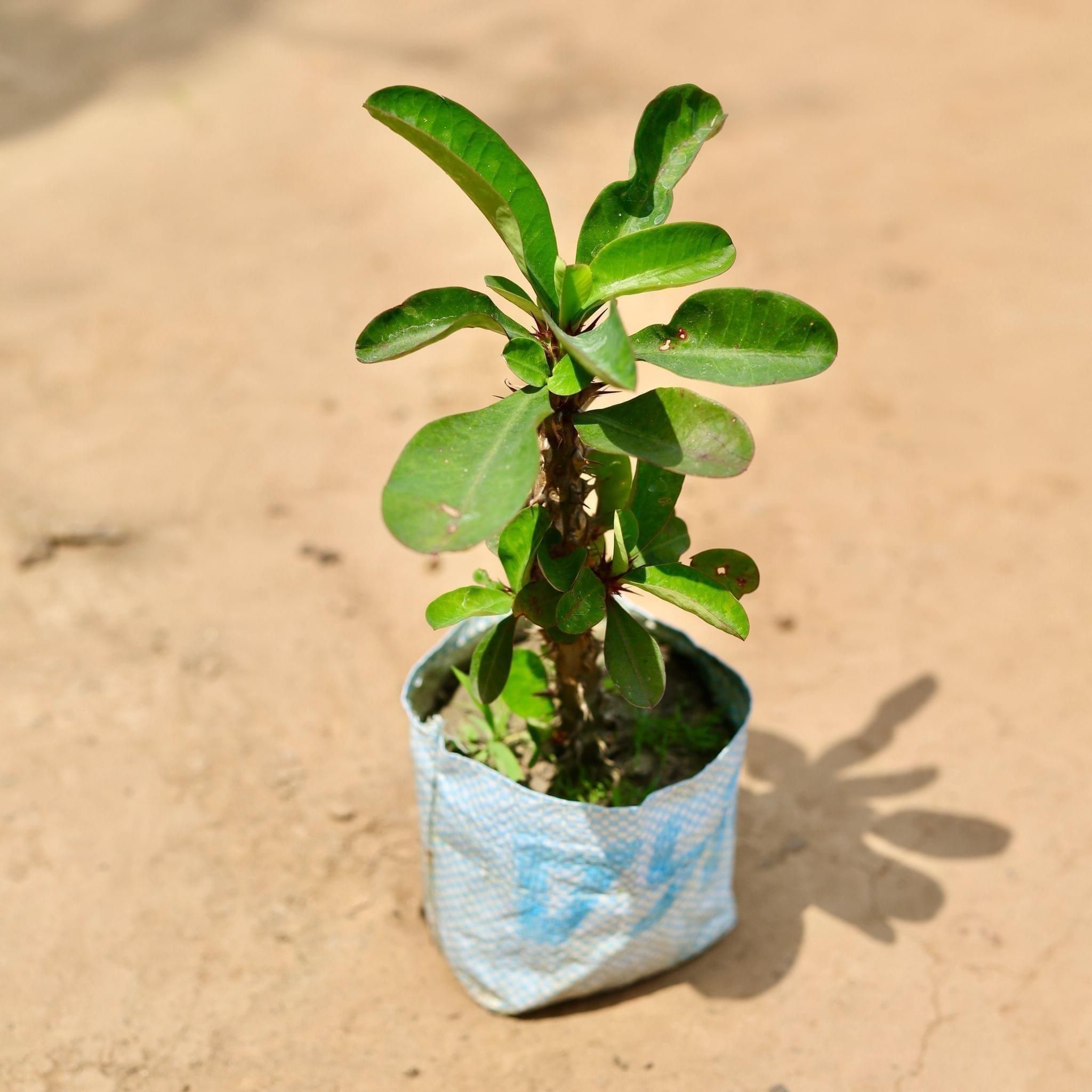Euphorbia Mili (Any Colour) in 5 Inch Nursery Bag