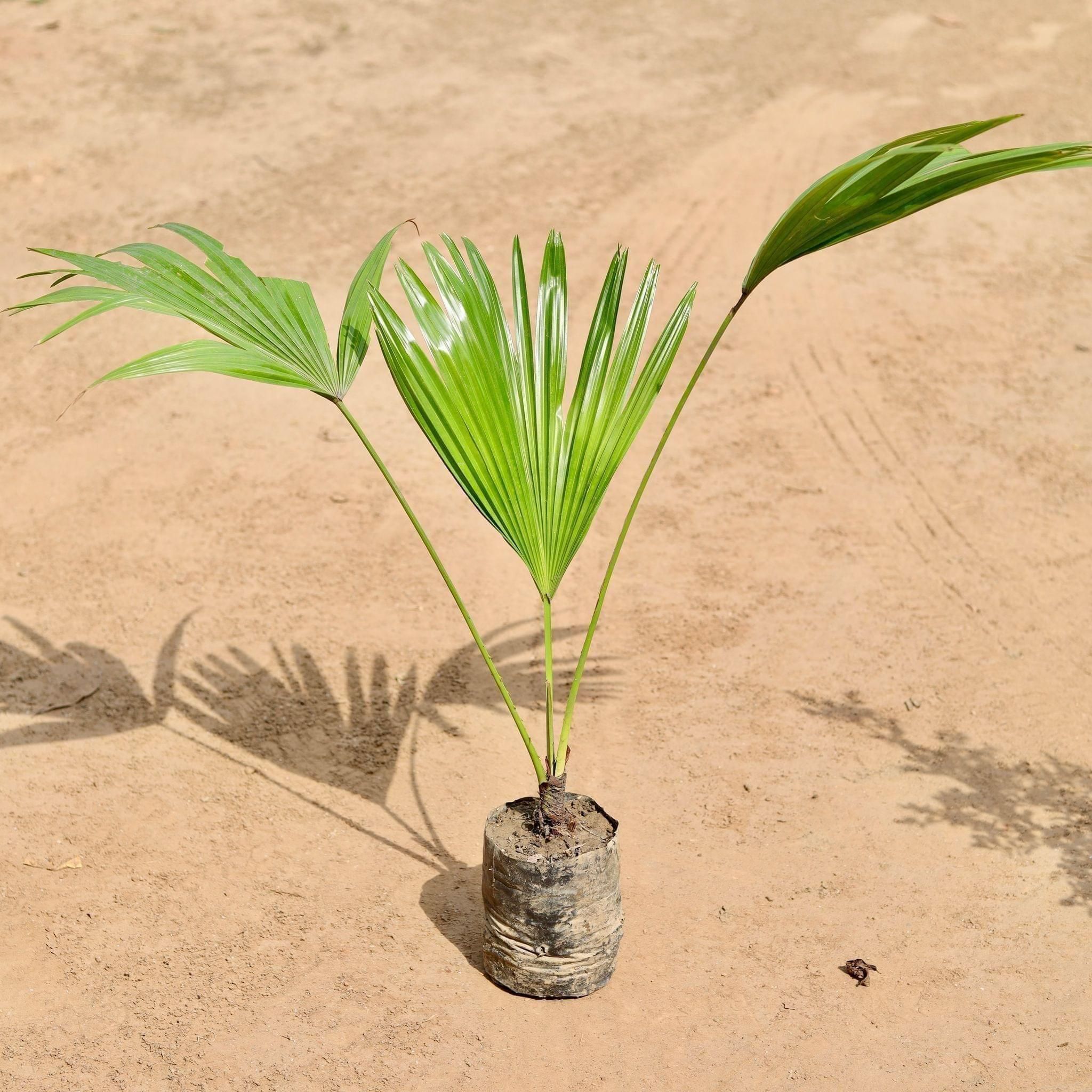 Desi Palm in 5 Inch Nursery Bag