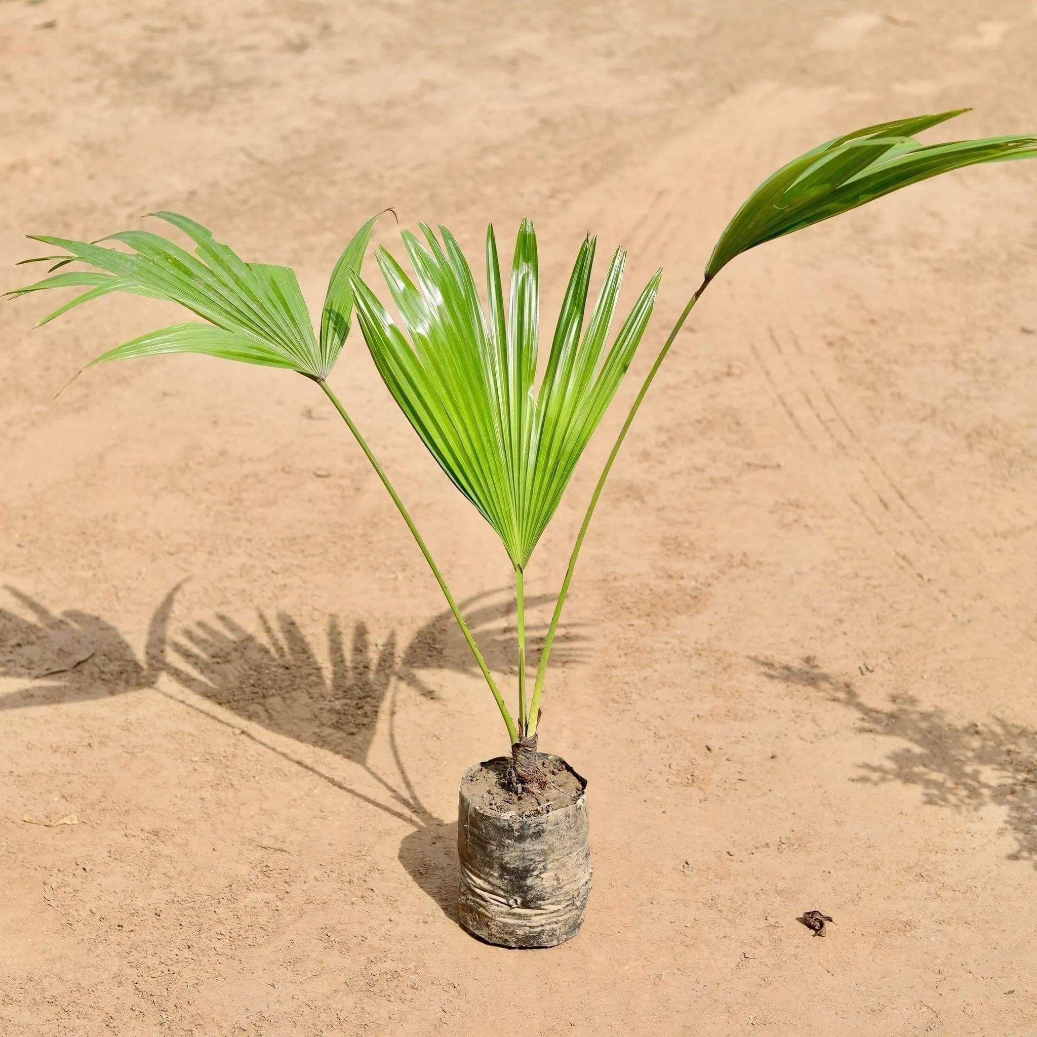 Desi Palm in 5 Inch Nursery Bag