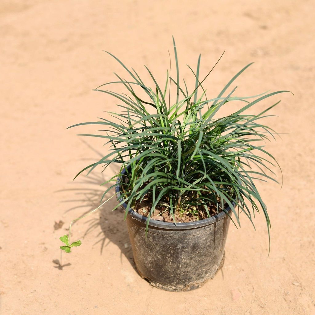 Buy Black Grass In 6 Inch Plastic Pot Online | Urvann.com Black Grass in 6 Inch Nursery Pot
