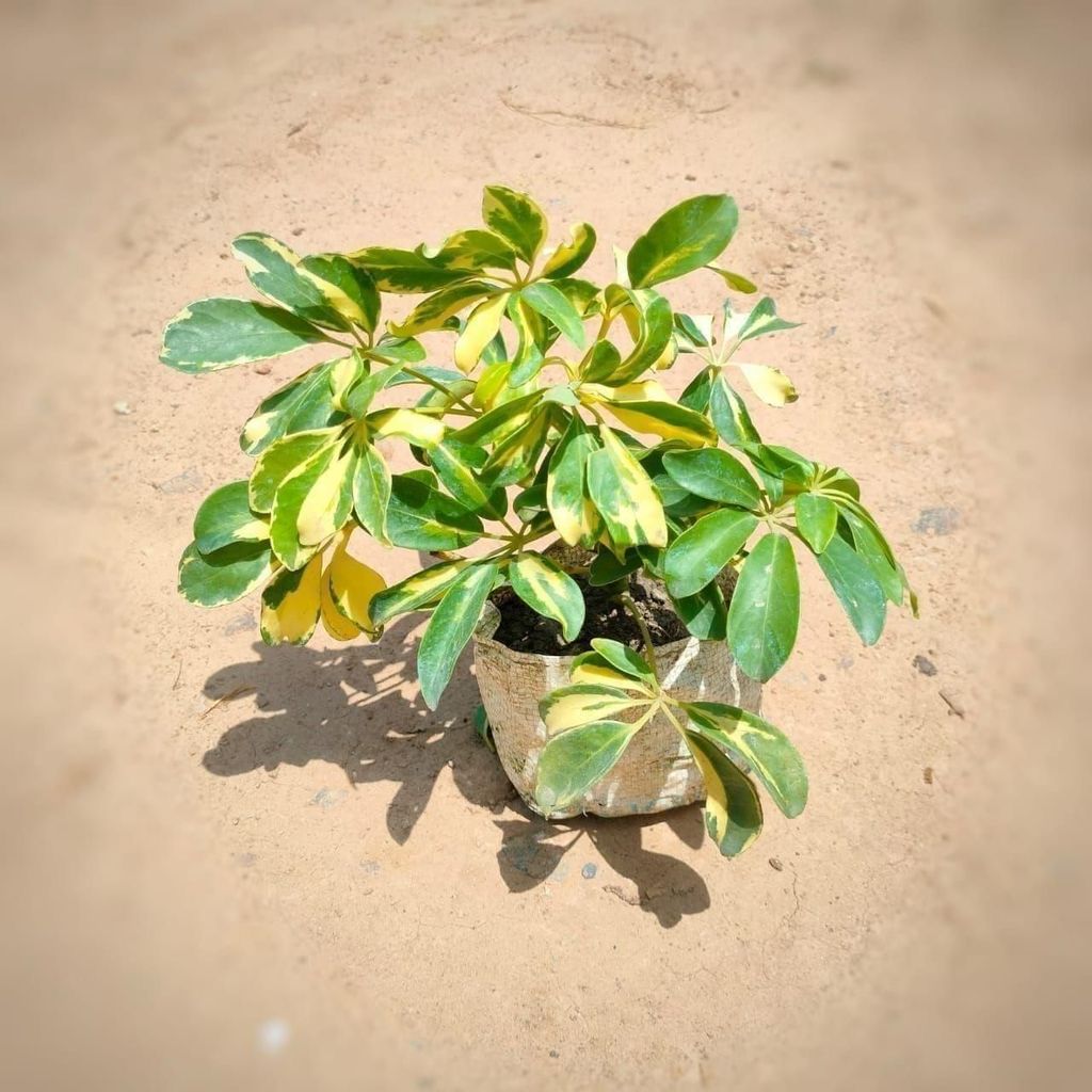 Schefflera Mini Variegated in 5 Inch Nursery Bag
