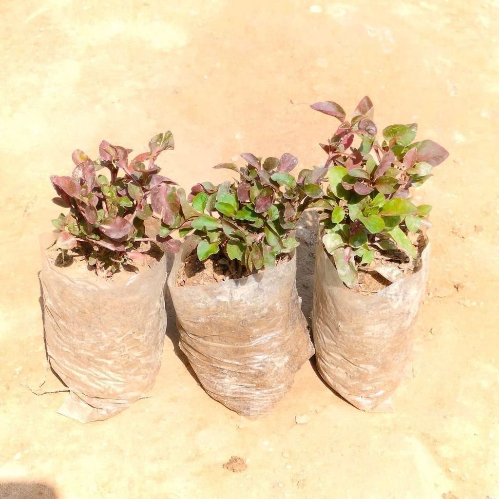 Buy Set Of 3 - Alternanthera in 3 Inch Nursery Bag Online | Urvann.com Set Of 3 - Alternanthera in 3 Inch Nursery Bag