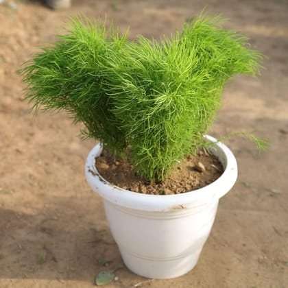 Buy Kochia in 10 Inch Classy White Round Plastic Pot Online | Urvann.com