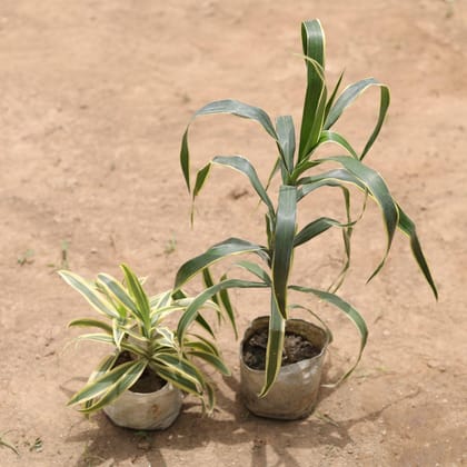 Buy Set of 2 - Dracaena Jamaica & Song of India in 5 Inch Nursery Bag Online | Urvann.com