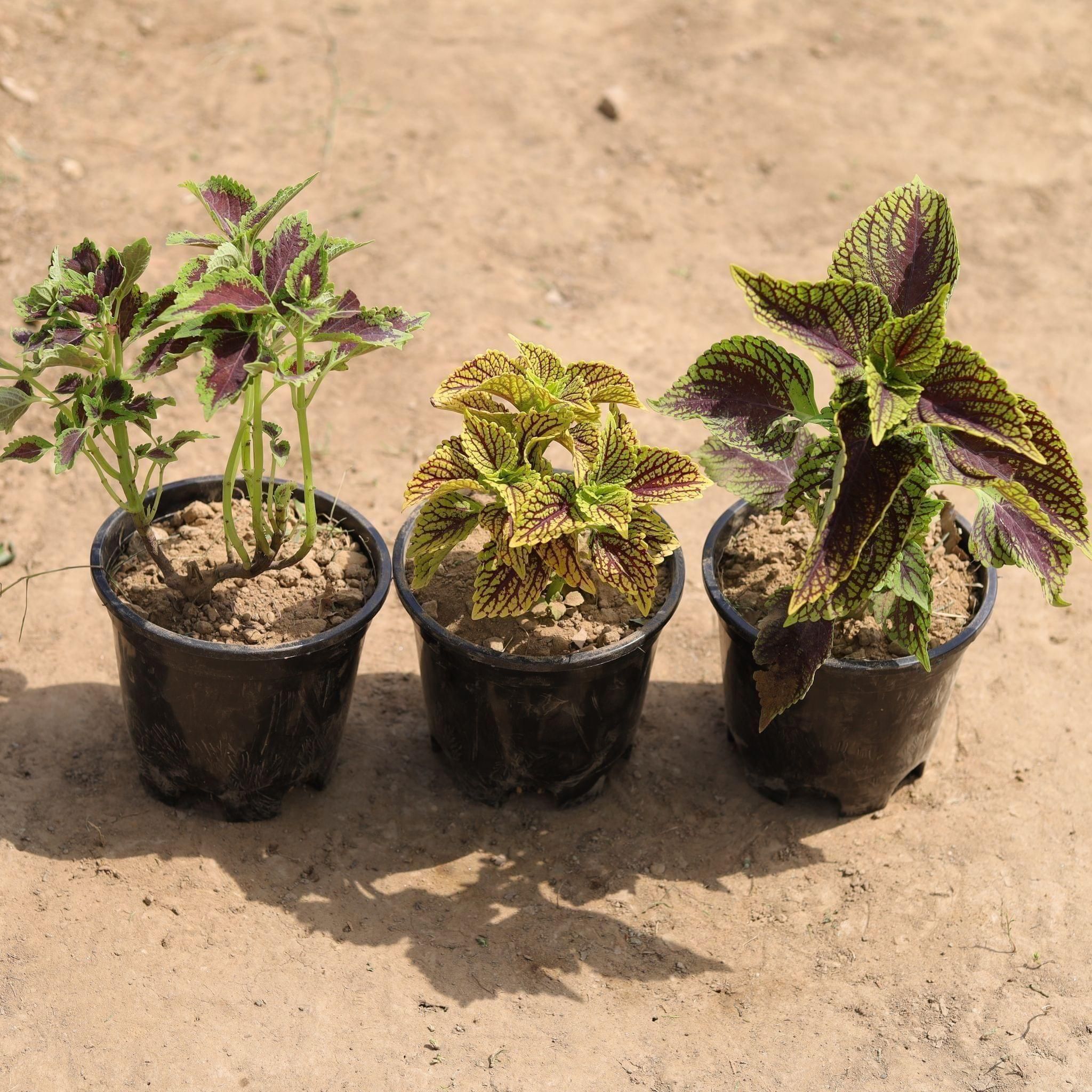 Set of 3 - Coleus (any colour & pattern) in 4 Inch Nursery Pot