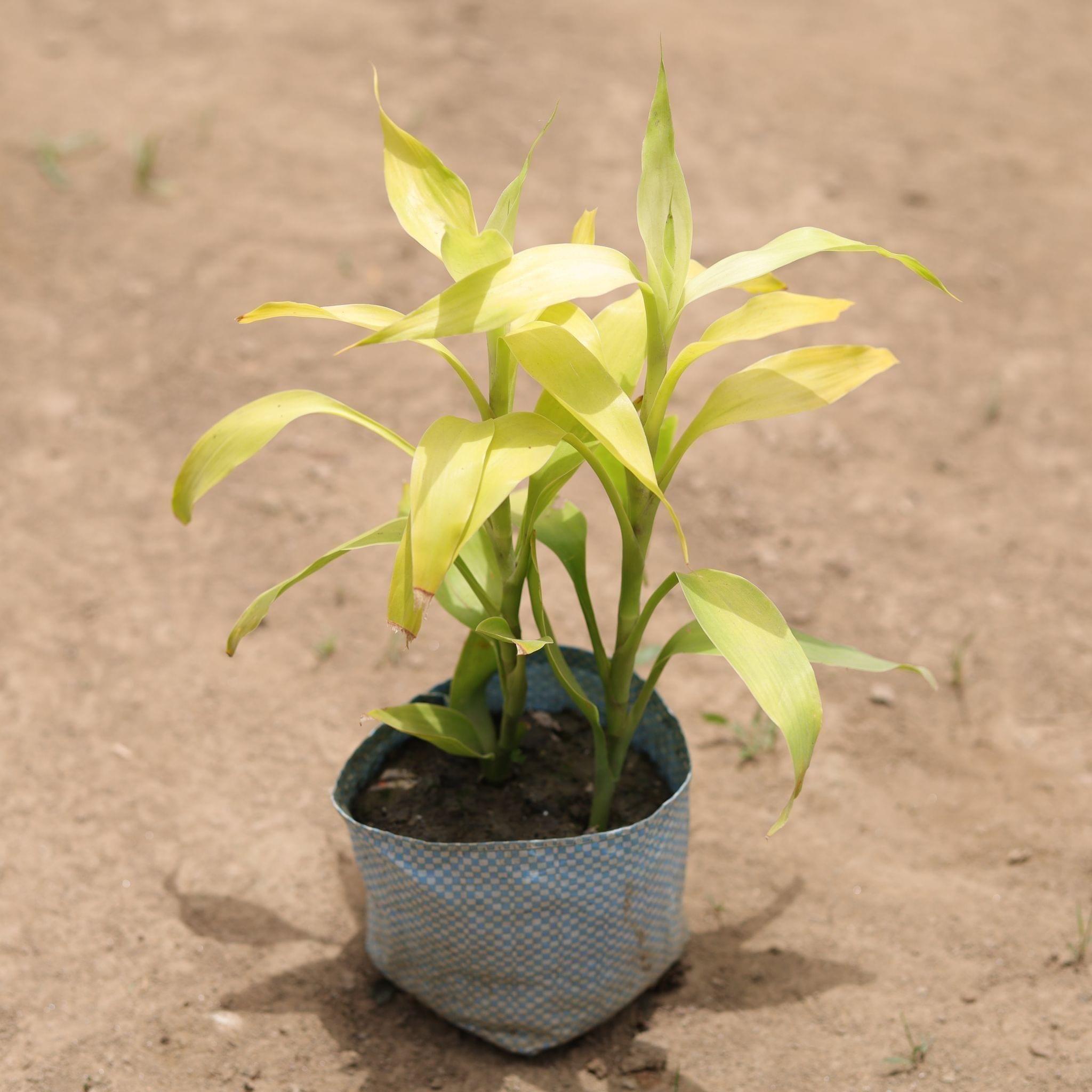 Golden Bamboo in 4 Inch Nursery Bag