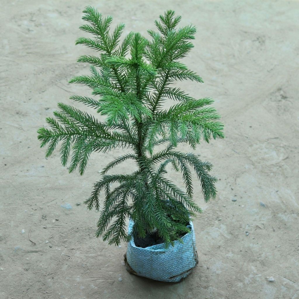 Araucaria / Christmas Tree (2~3  foot) in 7 Inch Nursery Bag