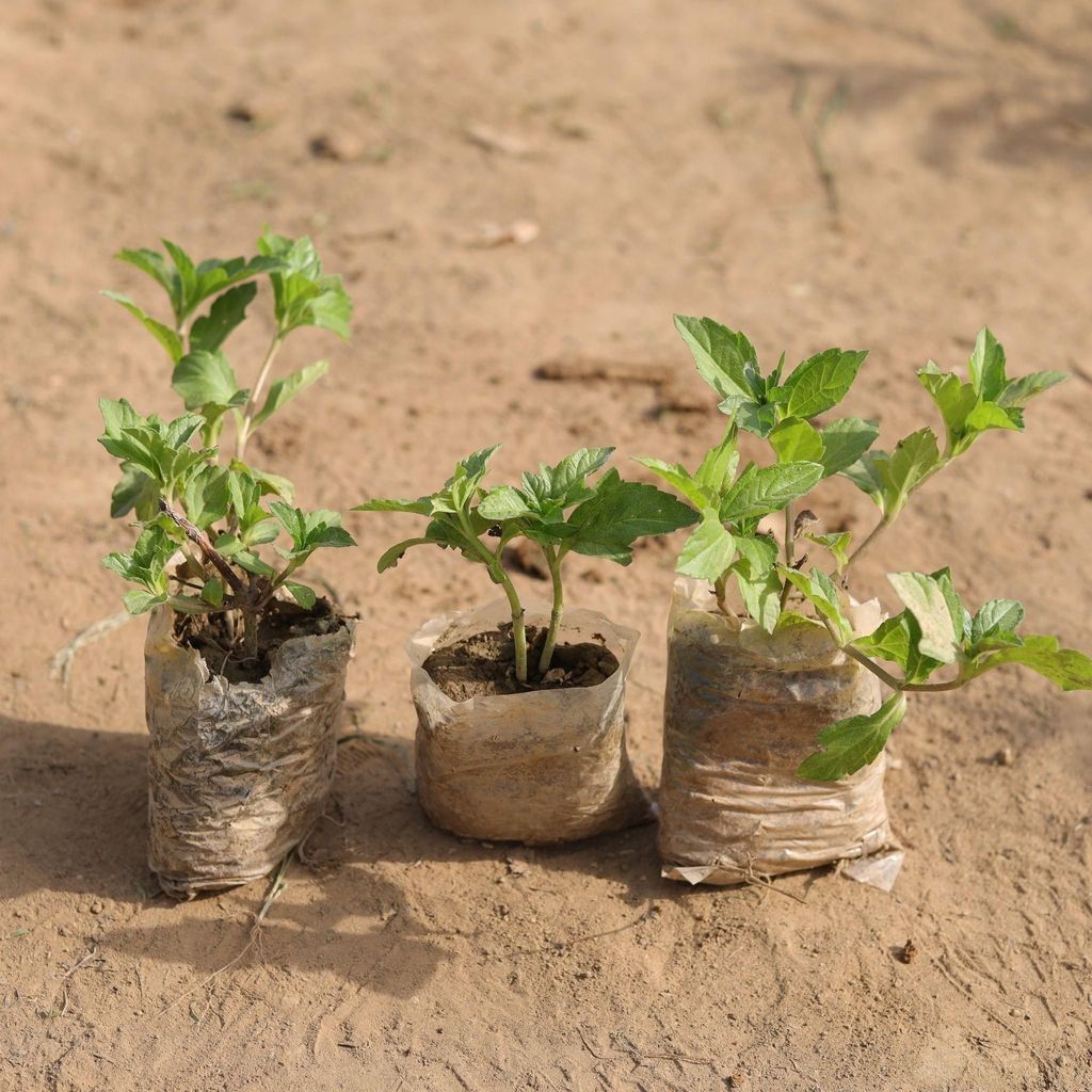Buy Set of 3 - Badeliya Plant in 3 Inch Nursery Bag Online | Urvann.com Set of 3 - Badeliya Plant in 3 Inch Nursery Bag