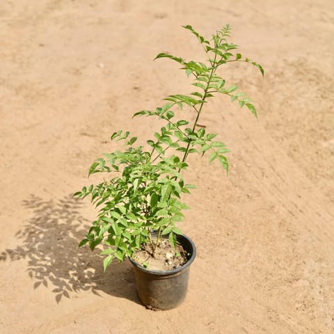 Tecoma (Any Colour) in 6 Inch Nursery Pot