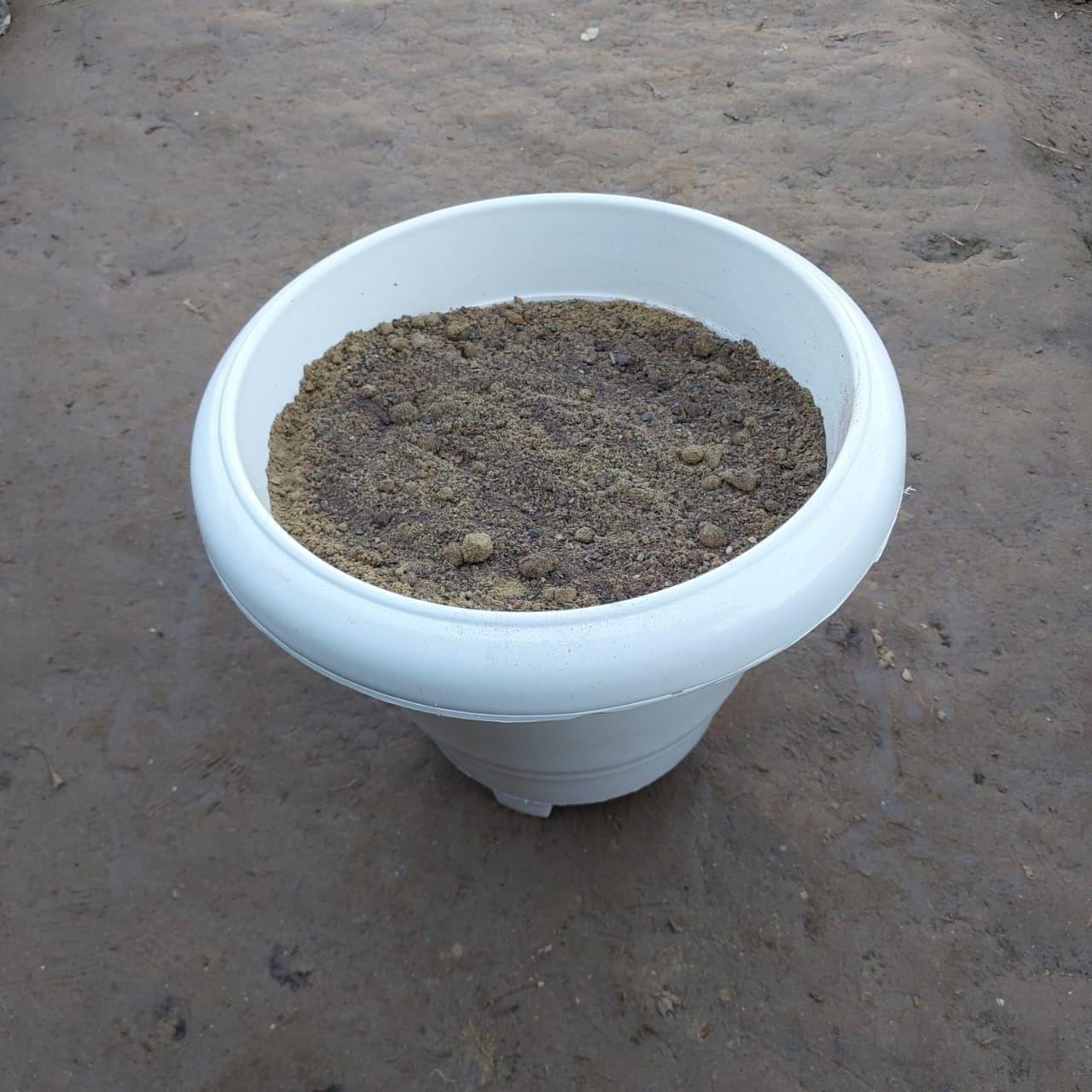 Ready to use 10 Inch White Round Plastic Pot with Flowering Soil