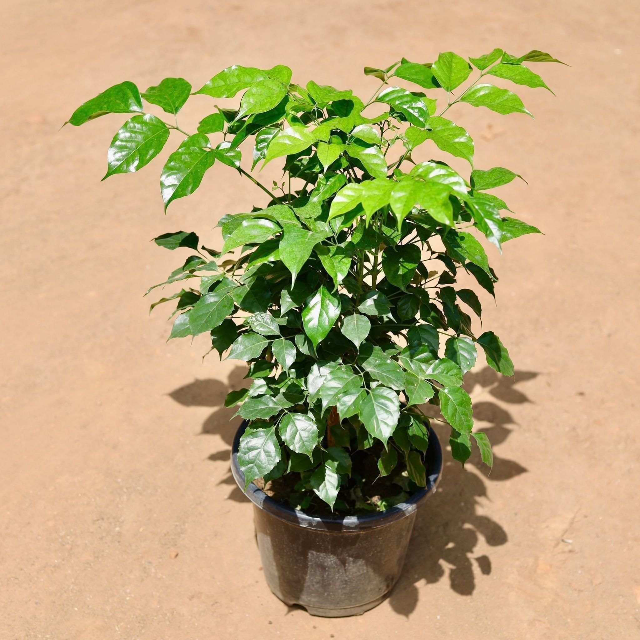 Radermachera / China Doll in 10 Inch Nursery Pot