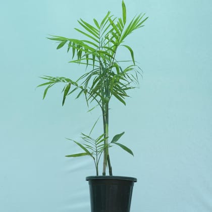 Buy Cane Palm- 10 Inch Plastic Pot Online | Urvann.com