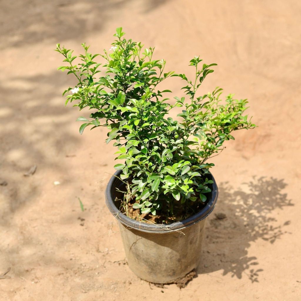 Buy Madhukamini (Any Colour) In 8 Inch Plastic Pot Online | Urvann.com Madhukamini (Any Colour) in 8 Inch Nursery Pot