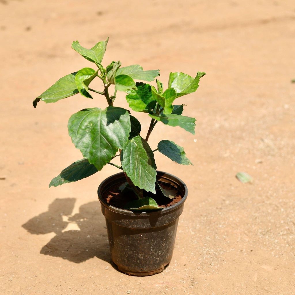 Buy Hibiscus (Any Colour) In 5 Inch Plastic Pot Online | Urvann.com Hibiscus / Gudhal (Any Colour) in 5 Inch Nursery Pot