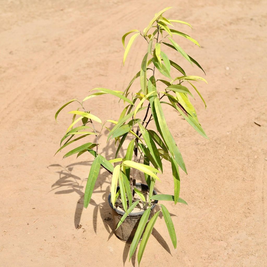Buy Ficus Golden Ally In 6 Inch Plastic Pot Online | Urvann.com Ficus Golden Ally in 6 Inch Nursery Pot