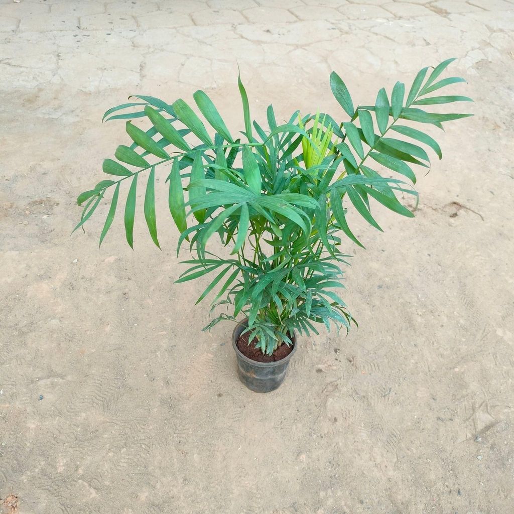 Chamae Dorea Palm Big leaf in 4 Inch Nursery Pot