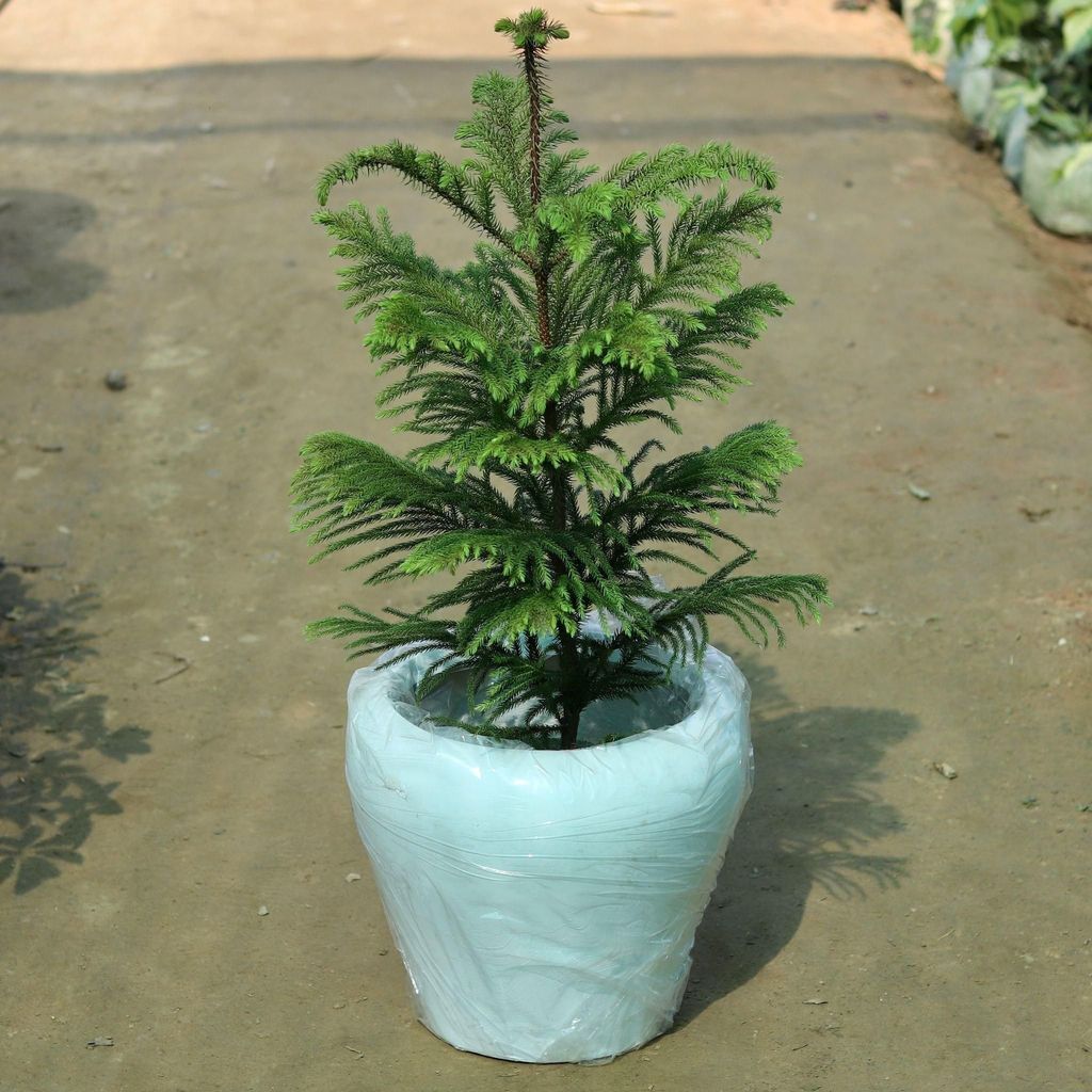 Araucaria / Christmas Tree (~3ft) in 13 Inch Fiberglass Apple Pot