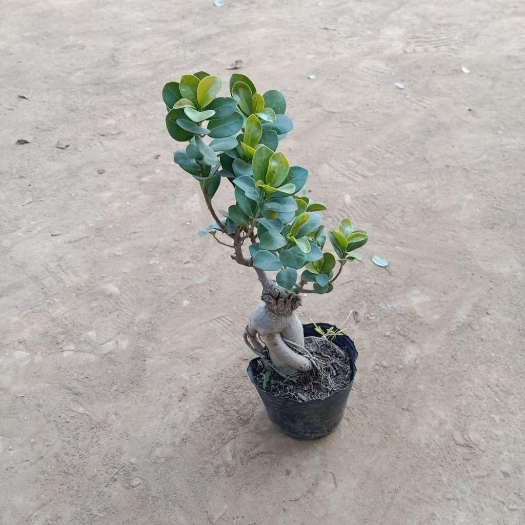 Ficus Small Bonsai in 4 Inch Nursery Pot
