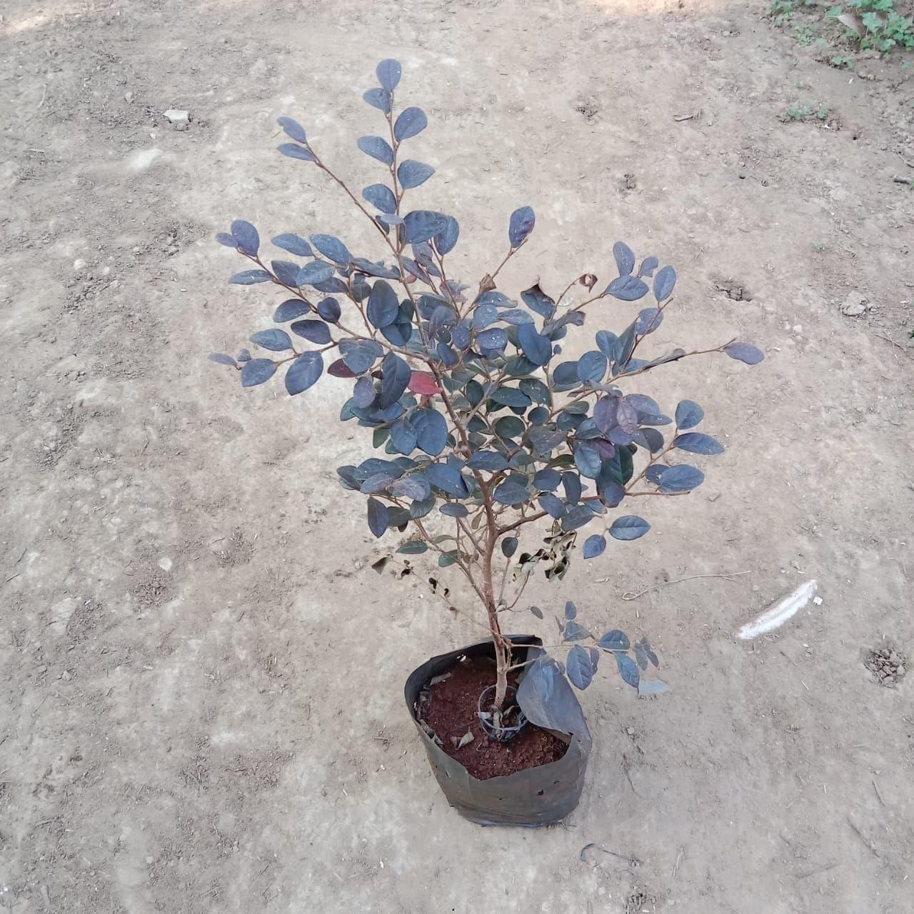 Loropetlum in 6 Inch Nursery Bag