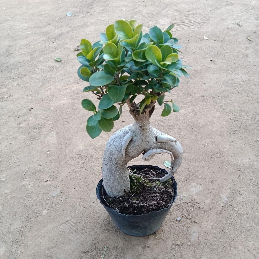 Ficus Medium Bonsai in 4 Inch Nursery Pot