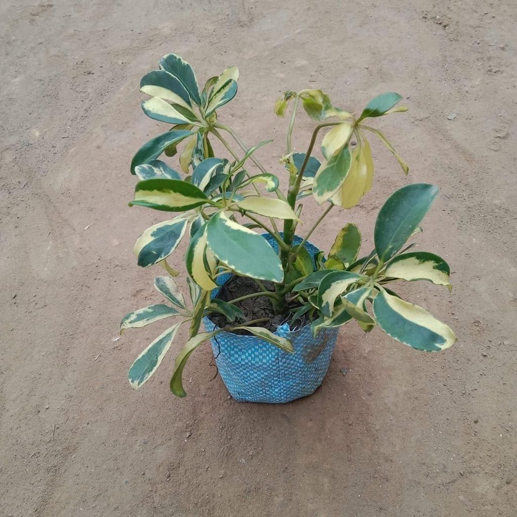 Buy Schefflera Dwarf Variegated in 5 Inch Nursery Bag Online | Urvann.com Schefflera Dwarf Variegated in 5 Inch Nursery Bag