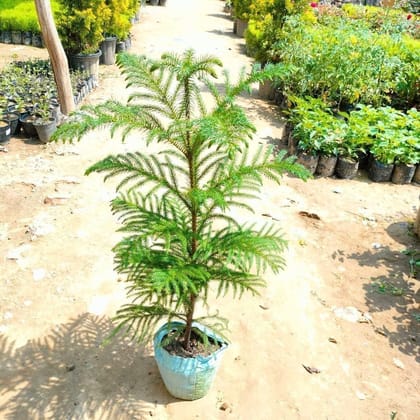 Buy Araucaria / Christmas Tree (~ 2 - 3 Ft) in 7 Inch Nursery Bag Online | Urvann.com