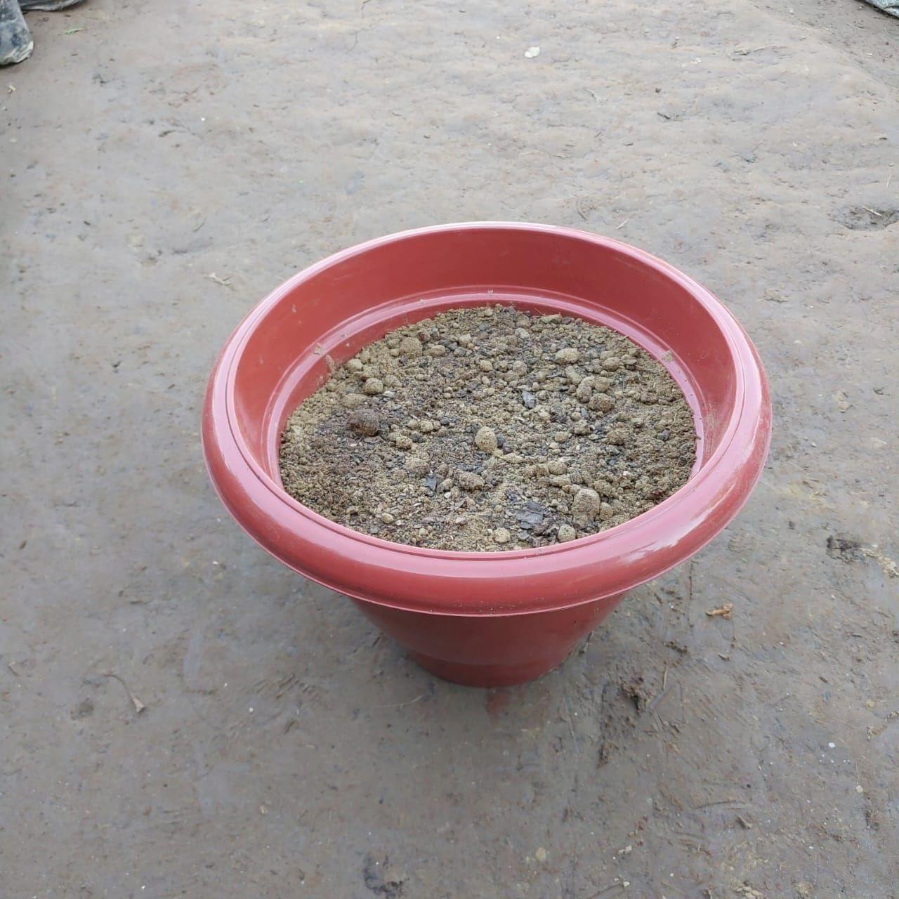 Ready to use 8 Inch Red Round Plastic Pot with Flowering Soil