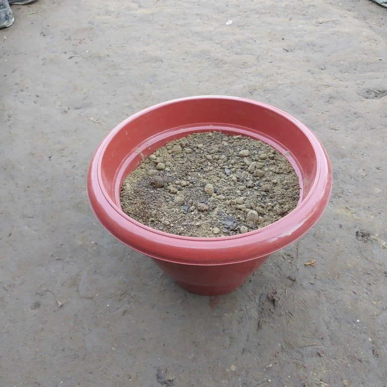 Ready to use 8 Inch Red Round Plastic Pot with Flowering Soil