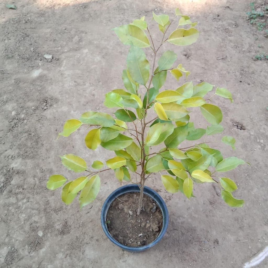 Ficus Golden in 6 Inch Nursery Pot