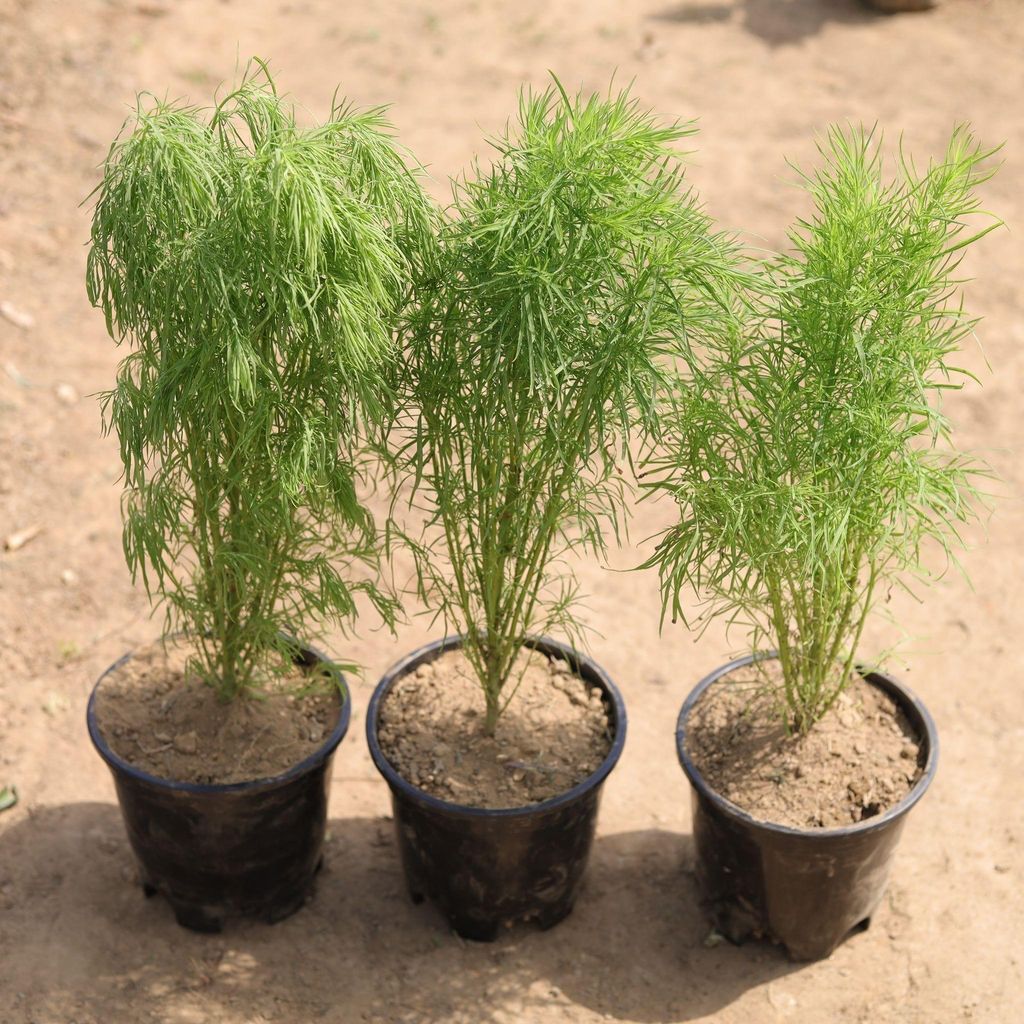 Set of 3 - Kochia in 4 Inch Nursery Pot