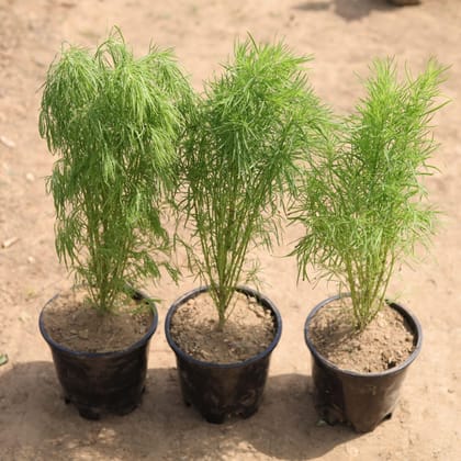 Buy Set of 3 - Kochia in 4 Inch Plastic Pot Online | Urvann.com